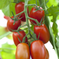 Tomatensamen 'Ravello F1'