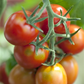 Tomatensamen 'Ravello F1'