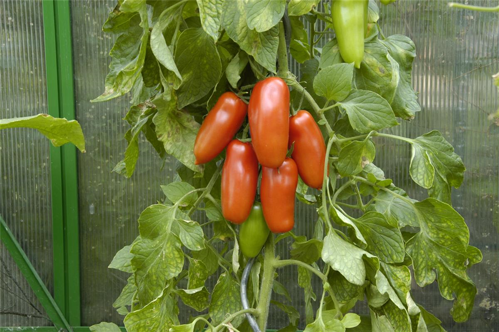 Tomatensamen 'San Marzano'