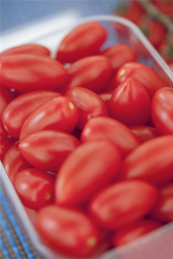 Tomatensamen 'San Marzano'