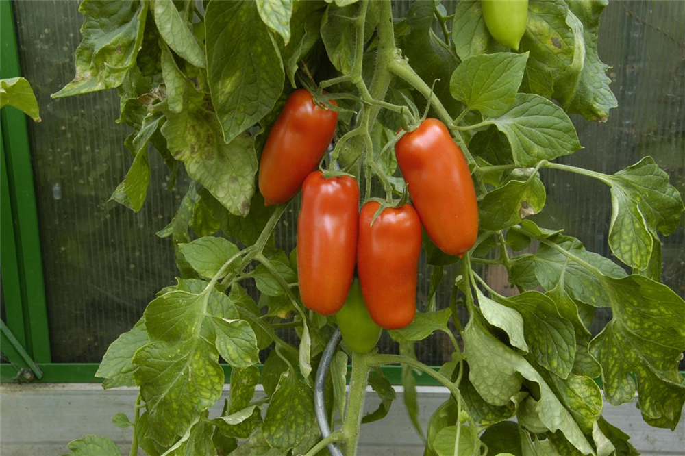 Tomatensamen 'San Marzano'