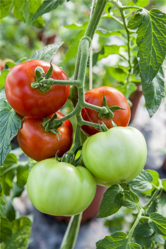 Tomatensamen 'Harzfeuer F1'