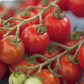 Cherry-Tomate-Samen