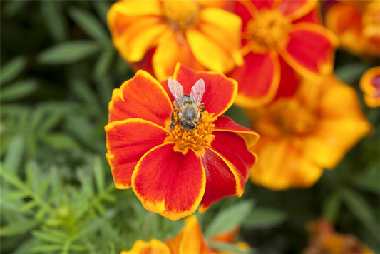 Tagetessamen 'Disco Rot'