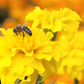 Bienenweide-Samen