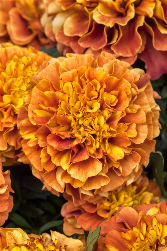 Tagetessamen 'Strawberry Blonde'