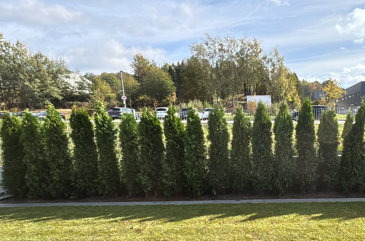 Thuja occidentalis Smaragd - Lebensbaum  'smaragd' - immergrün - Höhe 180 - 200 cm (mit Wurzelballen)