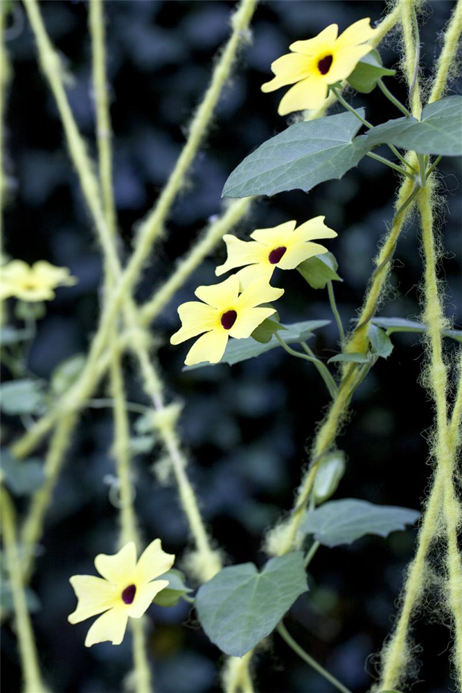Schwarzäugige Susanne-Samen