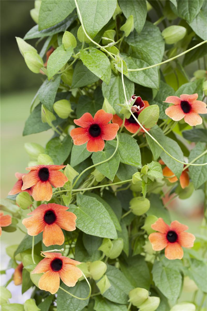 Schwarzäugige Susanne-Samen