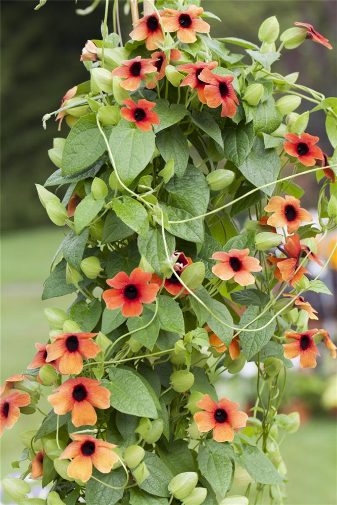 Schwarzäugige Susanne-Samen