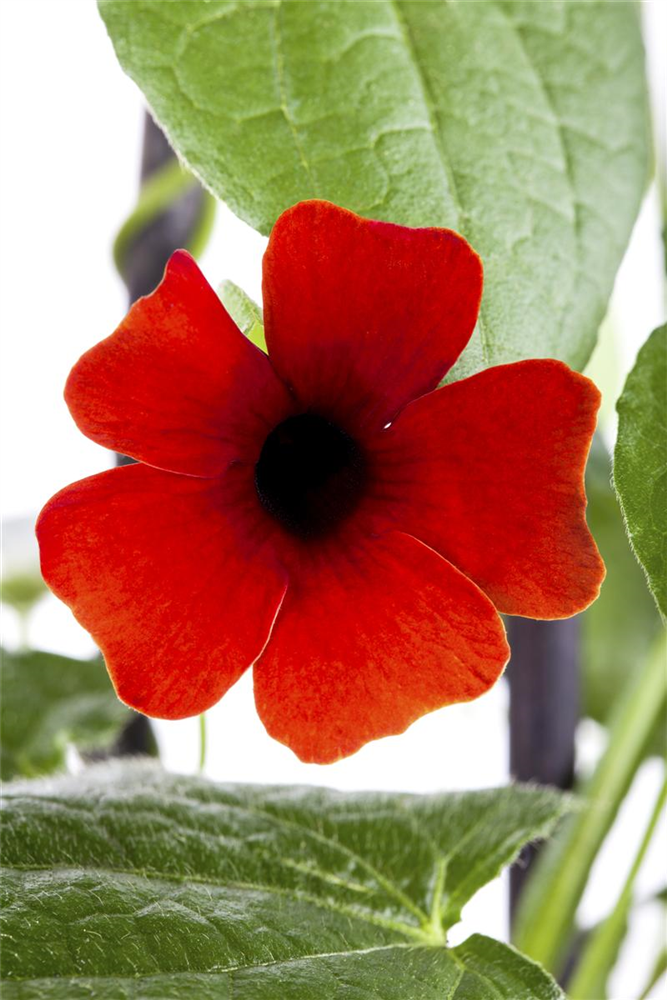 Schwarzäugige Susanne-Samen