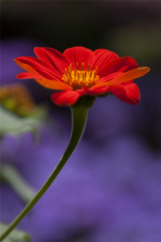 Mexikanische
Sonnenblumensamen 'Fackel'