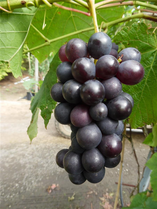 Weinrebe 'Venus'
