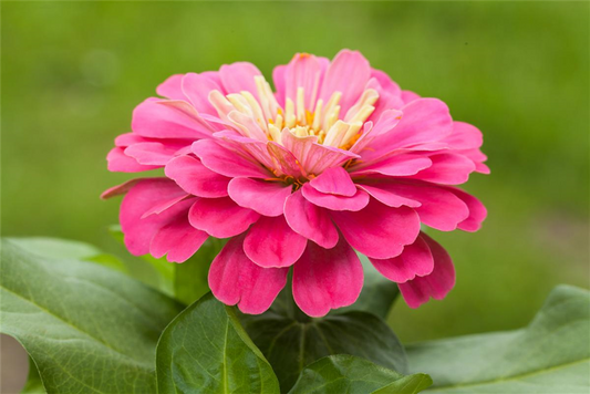 Kleinblütige Zinnie-Samen