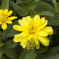 Haage-Zinnie 'Profusion'