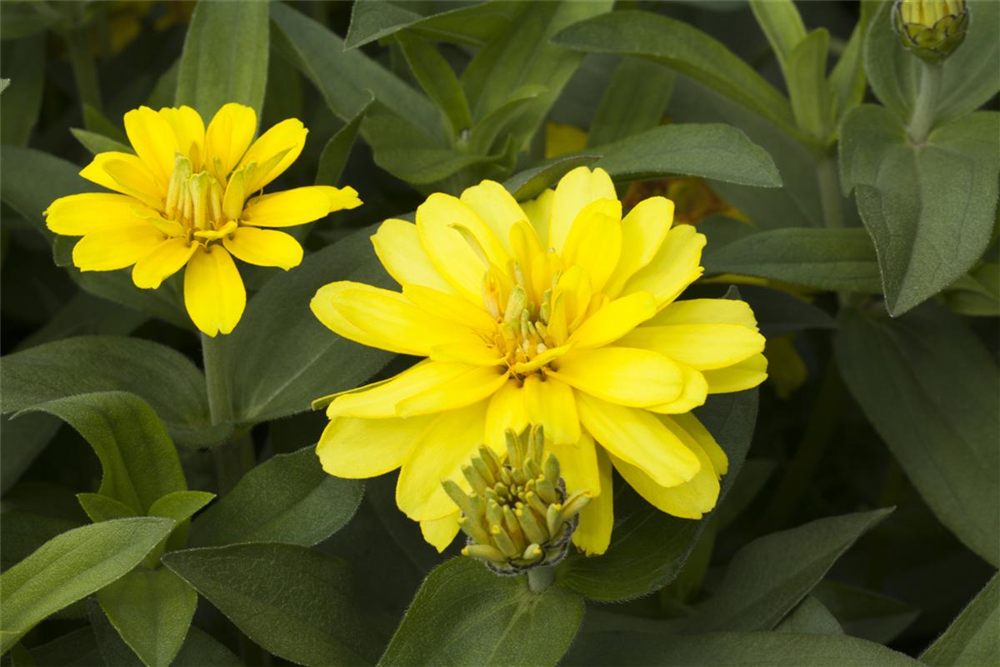 Haage-Zinnie 'Profusion'