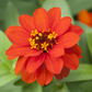 Haage-Zinnie 'Profusion'