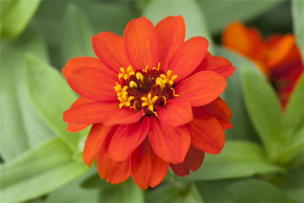 Haage-Zinnie 'Profusion'