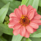 Haage-Zinnie 'Profusion'
