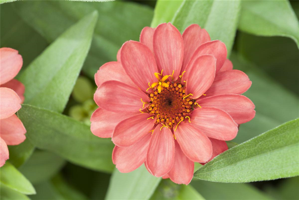 Haage-Zinnie 'Profusion'
