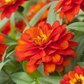 Haage-Zinnie 'Profusion'