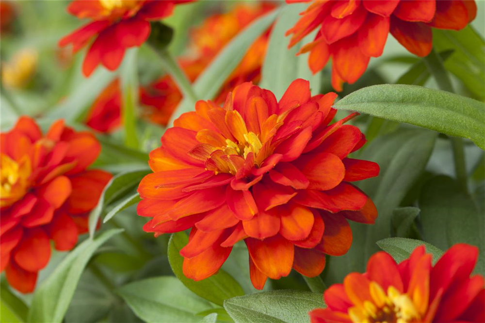 Haage-Zinnie 'Profusion'