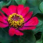 Haage-Zinnie 'Profusion'