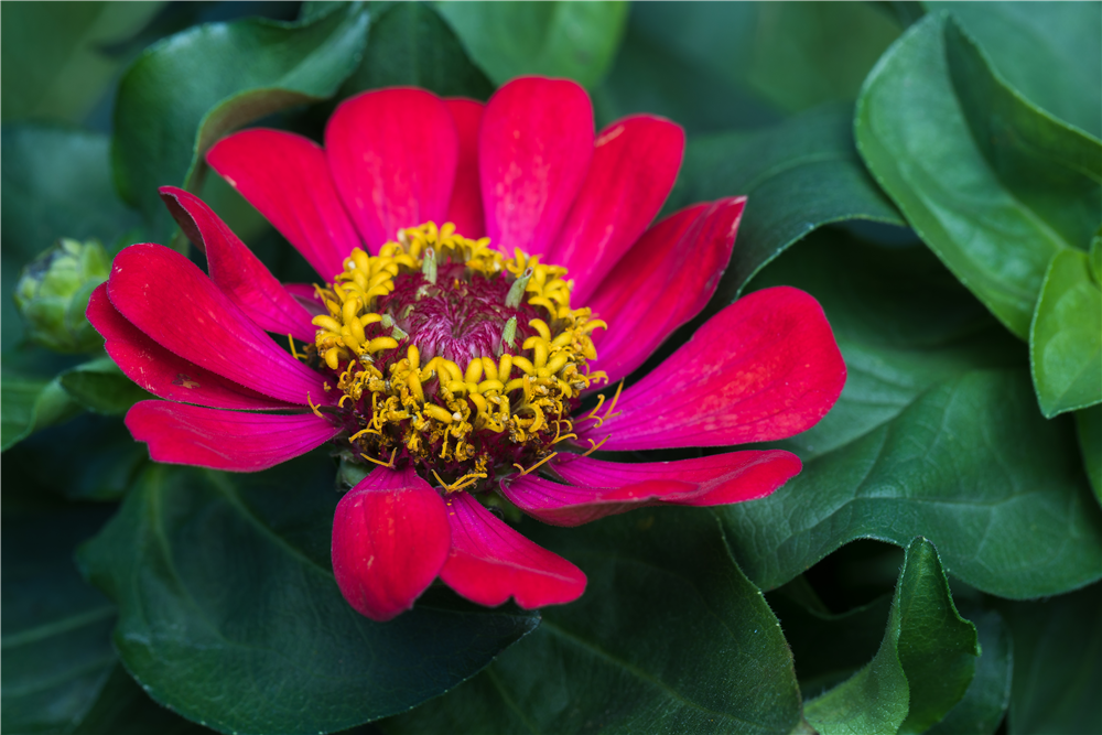 Haage-Zinnie 'Profusion'
