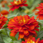 Haage-Zinnie 'Profusion'