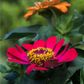 Haage-Zinnie 'Profusion'