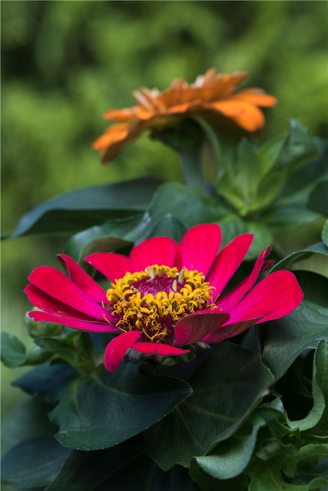 Haage-Zinnie 'Profusion'