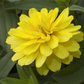 Haage-Zinnie 'Profusion'