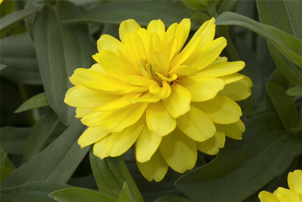 Haage-Zinnie 'Profusion'