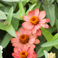Haage-Zinnie 'Profusion'