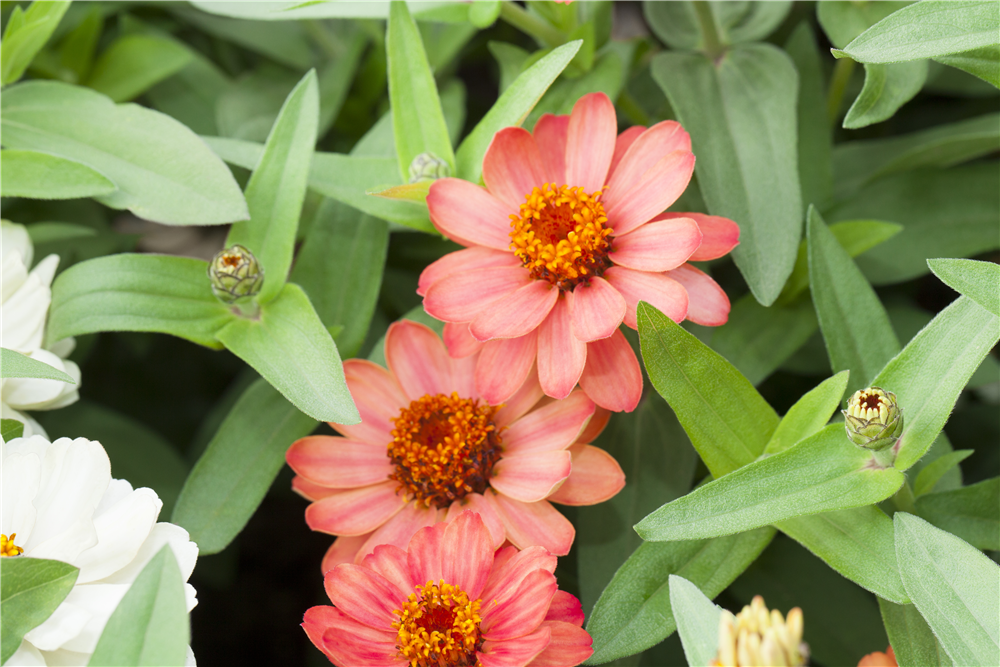 Haage-Zinnie 'Profusion'