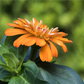 Haage-Zinnie 'Profusion'