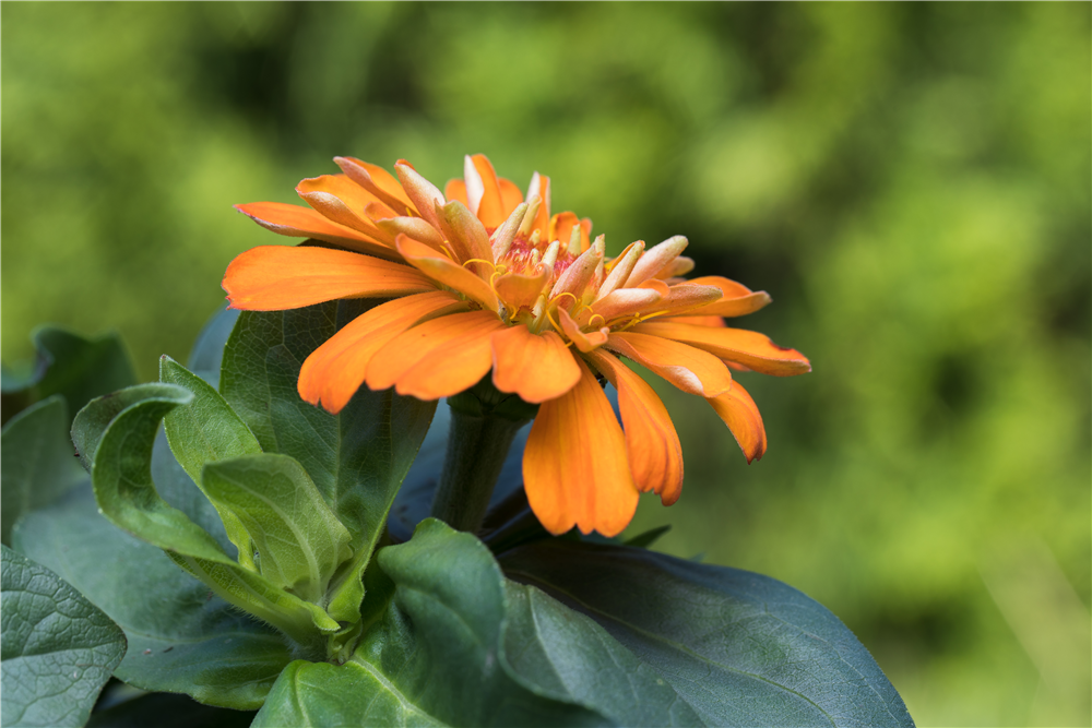 Haage-Zinnie 'Profusion'