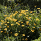 Garten-Stauden-Sonnenblume 'Meteor'