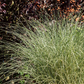 Garten-Chinaschilf