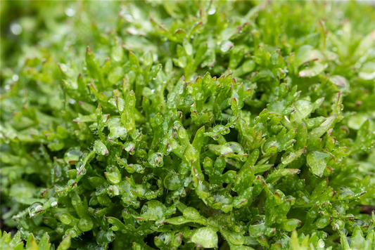 Garten-Moos-Steinbrech 'Peter Pan'