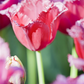 Tulpe 'Queensland' - 7 Blumenzwiebeln