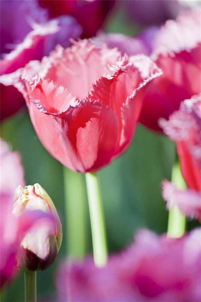 Tulpe 'Queensland' - 7 Blumenzwiebeln