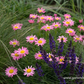 Bunte Margerite