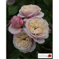 Strauchrose 'Herkules'®