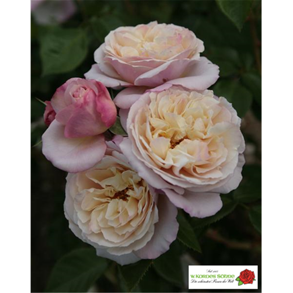 Strauchrose 'Herkules'®