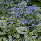 Brunnera macrophylla 'Jack Frost'  -R-