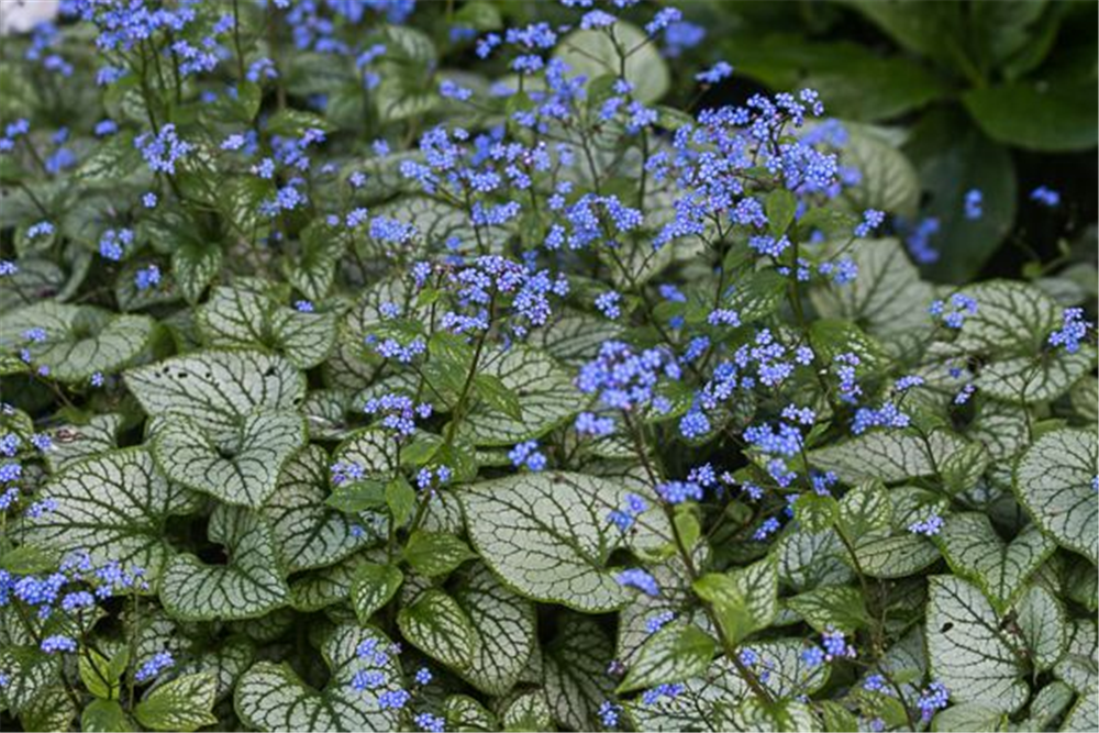 Brunnera macrophylla 'Jack Frost'  -R-
