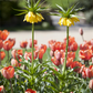 Kaiserkrone 'Lutea' - Blumenzwiebel