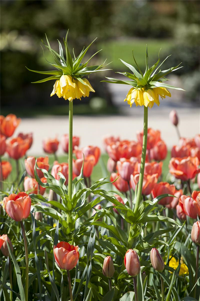 Kaiserkrone 'Lutea' - Blumenzwiebel