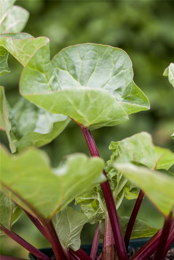 Garten-Rhabarber 'Holsteiner Blut'